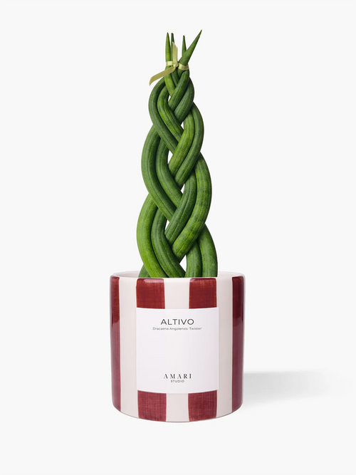 Sansevieria Twister em vaso de cerâmica pintado com riscas bordô