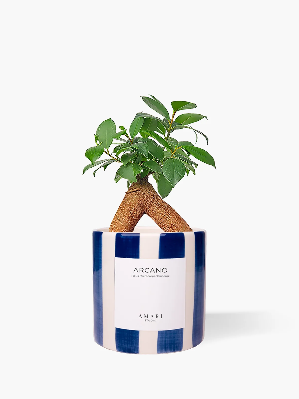 Ficus microcarpa 'Ginseng' em vaso de cerâmica pintado com riscas azuis