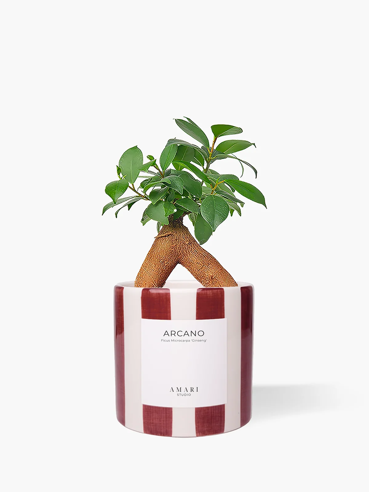 Ficus microcarpa 'Ginseng' em vaso de cerâmica pintado com riscas bordô