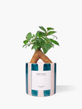 Ficus microcarpa 'Ginseng' em vaso de cerâmica pintado com riscas verde petróleo 