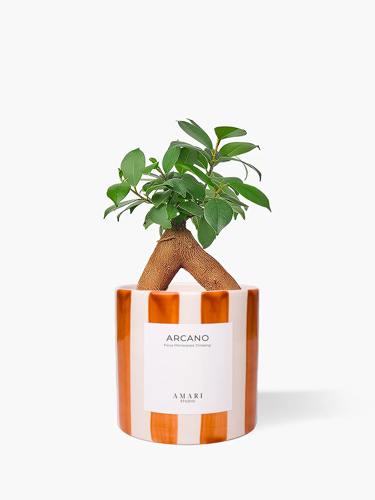 Ficus microcarpa 'Ginseng' em vaso de cerâmica pintado com riscas terracota