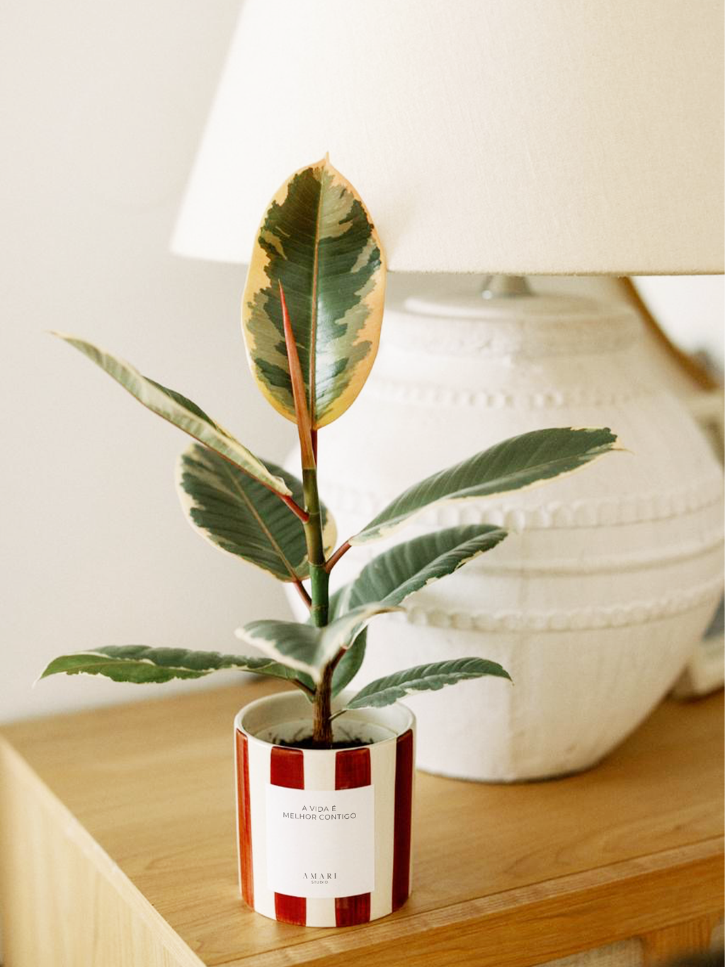 Ficus elastica tineke em vaso de cerâmica pintado com riscas bordô em cima de armário. 