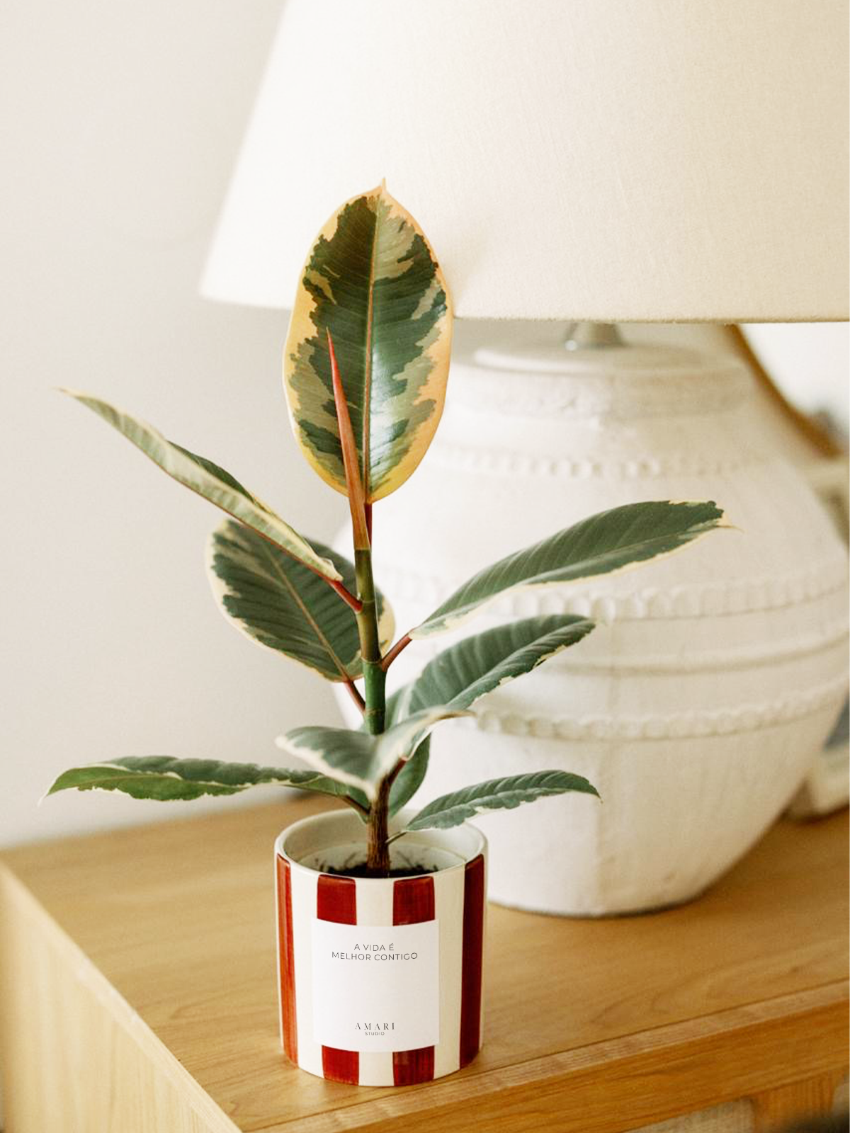 Ficus elastica tineke em vaso de cerâmica pintado com riscas bordô em cima de armário. 