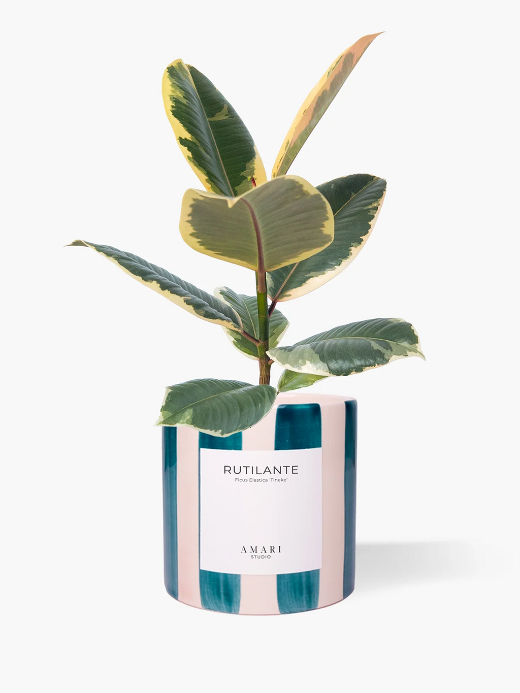 Ficus elastica tineke em vaso de cerâmica pintado com riscas verde petróleo 