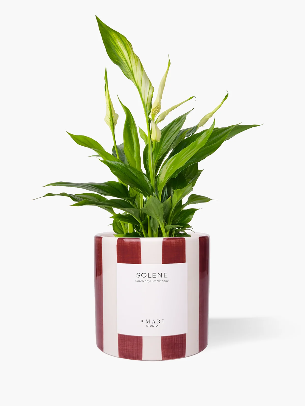 SOLENE