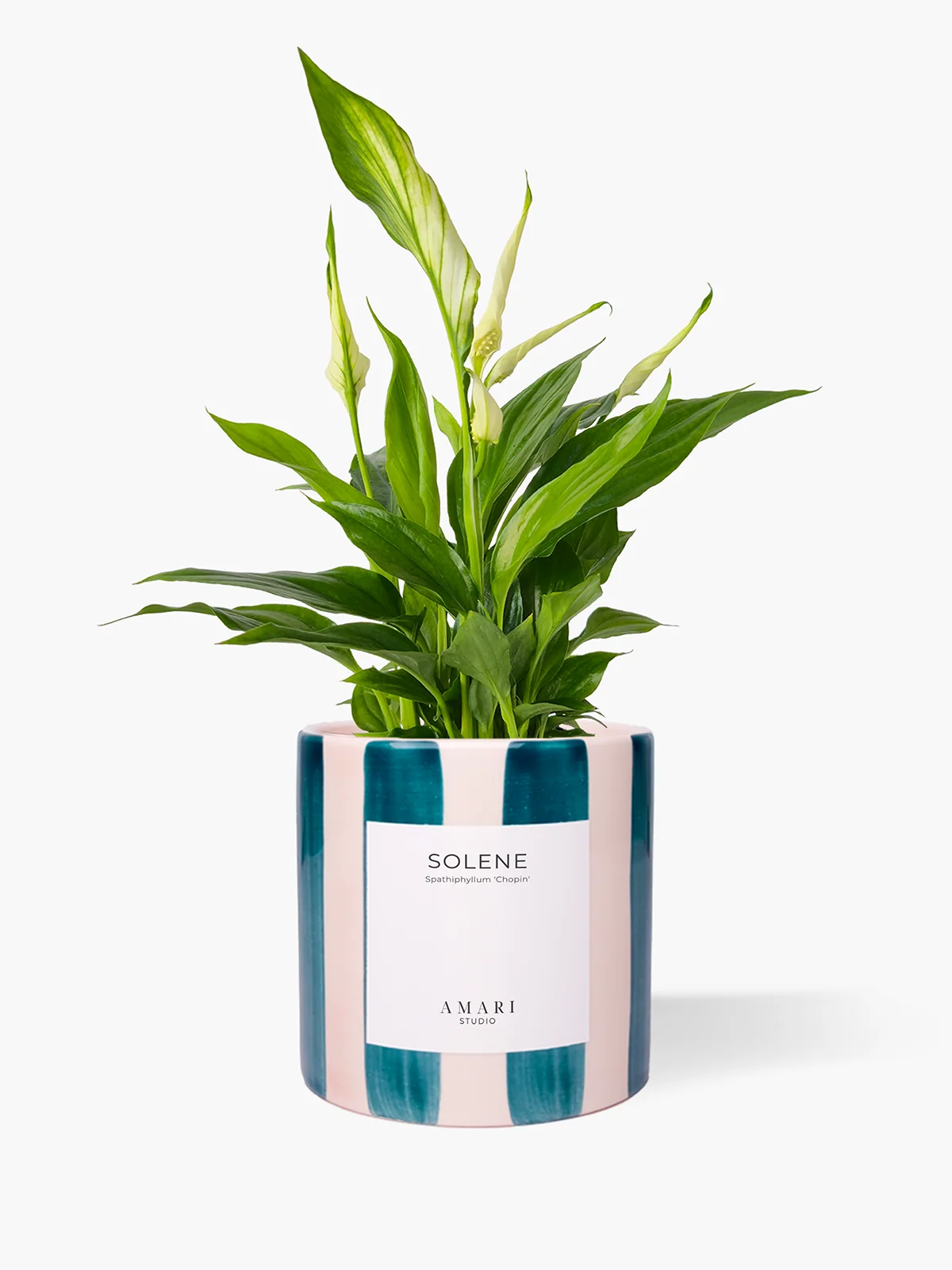 SOLENE