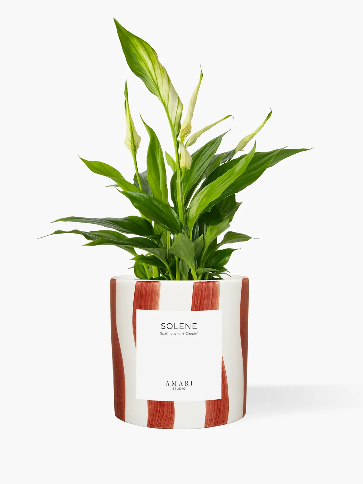 SOLENE