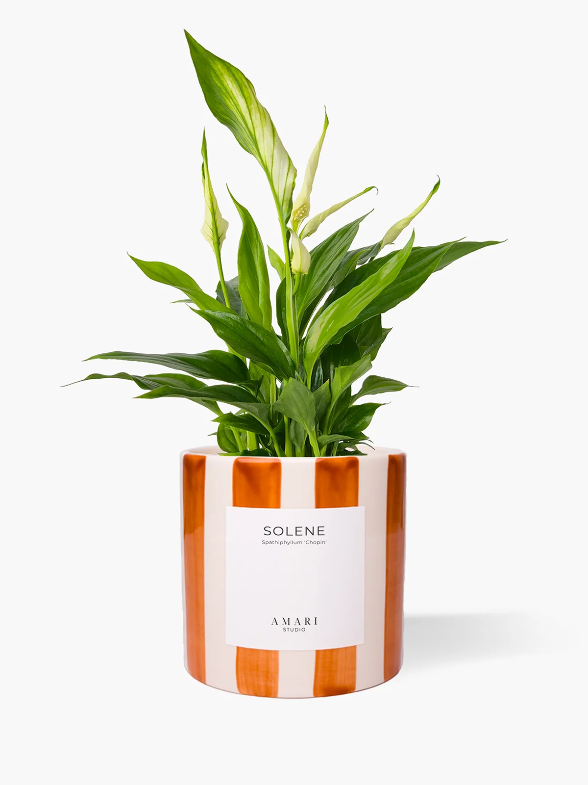 SOLENE